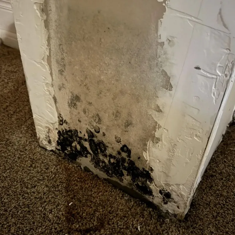 Professional Mold Removal in Southgate, MI